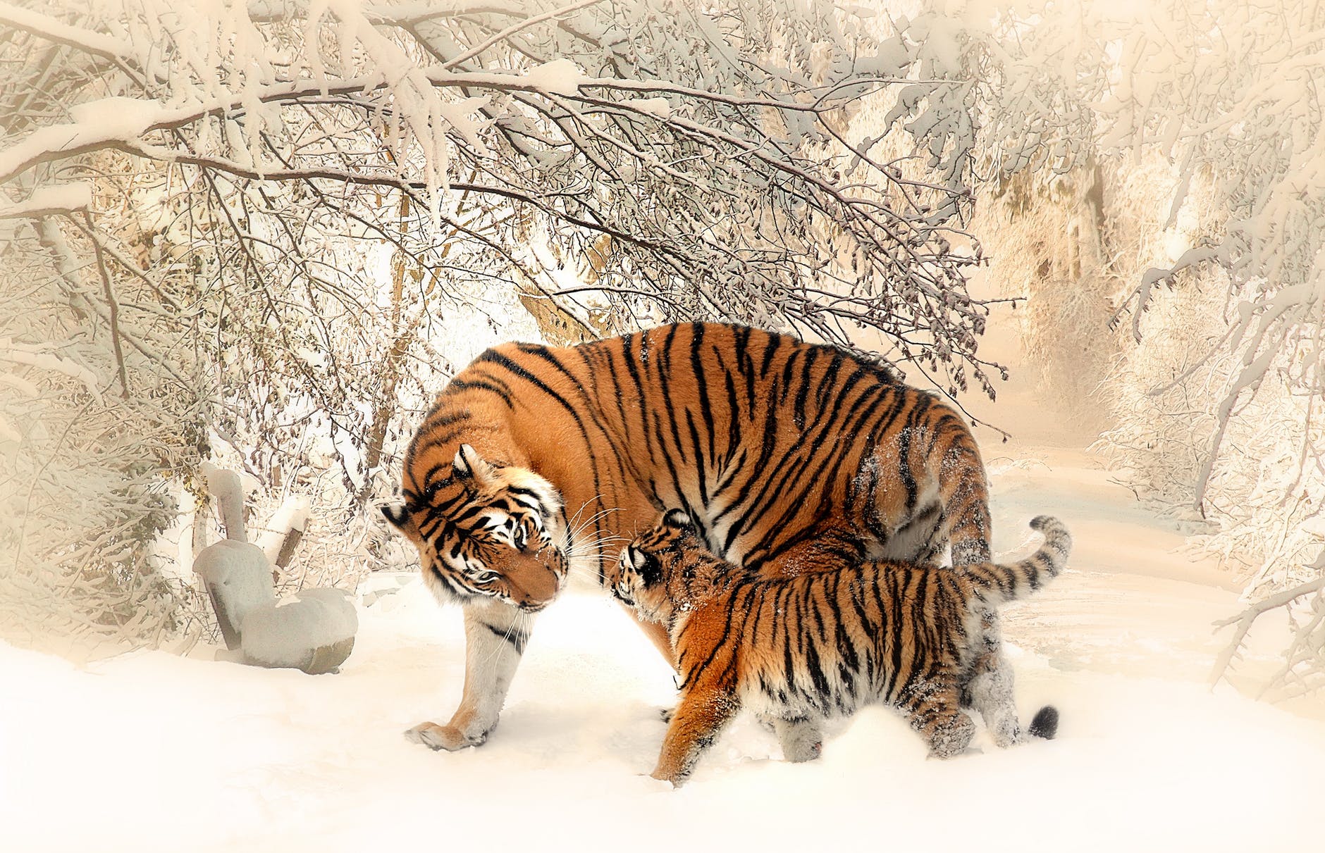 A brown and black lion with its kids in animal blog niche