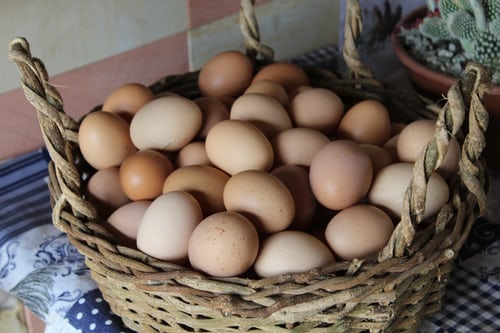 egg business starts in Nigeria with 100k in 2021